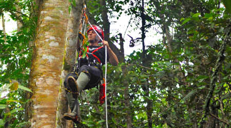 Unconventional work at height in tree tops